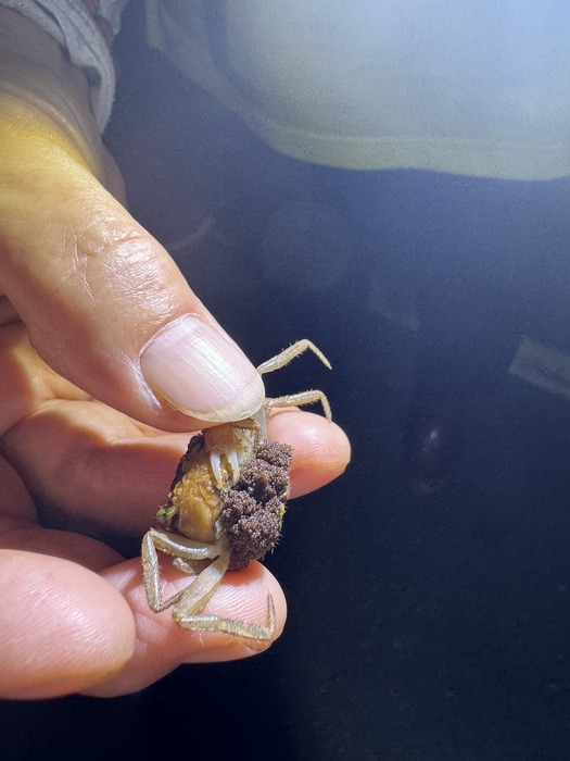抱卵陸蟹圖片